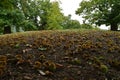 October, Chestnuts and hedgehogs fall to the ground. Chestnut harvest time. Beautiful chestnut forest on the Apennine mountains Royalty Free Stock Photo