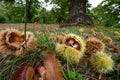 October, Chestnuts and hedgehogs fall to ground. Chestnut harvest time. Royalty Free Stock Photo