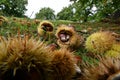 October, Chestnuts and hedgehogs fall to ground. Chestnut harvest time. Close up of chestnuts and hedgehogs. Shot from below. Royalty Free Stock Photo