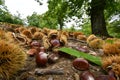 October, Chestnuts and hedgehogs fall to ground. Chestnut harvest time. Close up of chestnuts and hedgehogs. Shot from below. Royalty Free Stock Photo