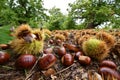 October, Chestnuts and hedgehogs fall to ground. Chestnut harvest time. Close up of chestnuts and hedgehogs. Shot from below. Royalty Free Stock Photo