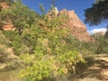 October at Emerald Pools Trail at Zion National Park, Utah. Royalty Free Stock Photo