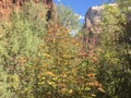 October at Emerald Pools Trail at Zion National Park, Utah. Royalty Free Stock Photo