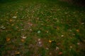 October fall season background of yellow and orange falling leaves on a green grass moody nature photography