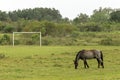 Black horse grazing on a soccer field, in Campeche, Florianopol