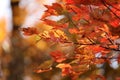 October Glory Maple Background