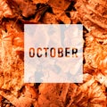 October, greeting text on colorful fall leaves background. Word October with colorful leaves Royalty Free Stock Photo