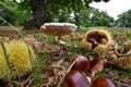 October, harvest time for mushrooms and chestnuts. Close up of Mushroom Macrolepiota Procera Royalty Free Stock Photo