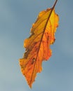 October Leaf D