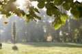 October morning in the park, leaves and fruits of linden tree Royalty Free Stock Photo