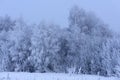 October mountain beech forest edge and first winter snow Royalty Free Stock Photo