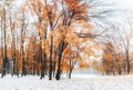 October mountain beech forest with first winter snow Royalty Free Stock Photo