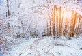 October mountain beech forest with first winter snow Royalty Free Stock Photo