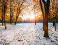 October mountain beech forest with first winter snow Royalty Free Stock Photo