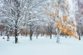 October mountain beech forest with first winter snow. In anticip Royalty Free Stock Photo