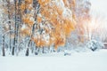 October mountain beech forest with first winter snow. Carpathians. Ukraine Europe Royalty Free Stock Photo