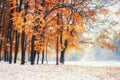 October mountain beech forest with first winter snow. Royalty Free Stock Photo