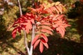 October red autumn rowan leaves Royalty Free Stock Photo