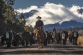 Cowboys on Cattle Drive Gather Angus/Hereford cross cows and cal Royalty Free Stock Photo