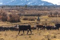 Cowboys on Cattle Drive Gather Angus/Hereford cross cows and cal Royalty Free Stock Photo