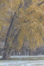 Autumn into Winter - fresh snow falls on autumn trees outside of