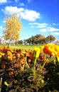 Autumn yellow birch and flowers. Yellow picture