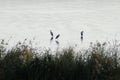 2019103003Ã¯Â¼Å¡Three Herons in the reservoir.