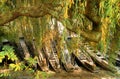 Germany: Punts on the river Neckar behind Weeping Willow