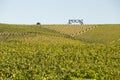 9 October 2019 - UNESCO World Heritage, the Douro Valley beautiful endless lines of `Pocas` Vineyards, in Vila Nova de Foz Coa. Royalty Free Stock Photo