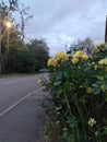 25 octobre 2022 flowers on the roadside are blooming Royalty Free Stock Photo