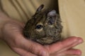 Octodon degu Royalty Free Stock Photo