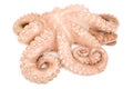 Octopus Royalty Free Stock Photo