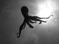 Octopus Royalty Free Stock Photo