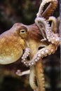 Swimming Octopus with Tentacles curling Royalty Free Stock Photo