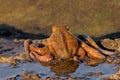 Octopus Royalty Free Stock Photo