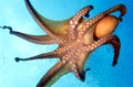 Octopus Royalty Free Stock Photo