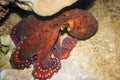 Octopus Royalty Free Stock Photo