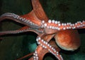 Octopus Royalty Free Stock Photo