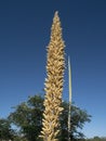 An octopus agave has an impressive flower stalk Royalty Free Stock Photo