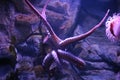 Octopus in aquarium