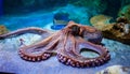 Octopus in the aquarium Royalty Free Stock Photo