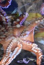 Octopus in an Aquarium