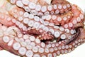 Octopus arms Royalty Free Stock Photo