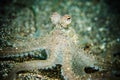 Octopus is aware bunaken sulawesi indonesia underwater