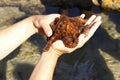 Octopus being held by a teenager Royalty Free Stock Photo
