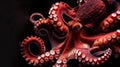 Octopus on black background. Close up view of octopus tentacles Royalty Free Stock Photo