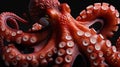Octopus on black background. Close up view of octopus tentacles Royalty Free Stock Photo