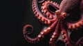 Octopus on black background. Close up view of octopus tentacles Royalty Free Stock Photo