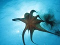Octopus and black ink Royalty Free Stock Photo