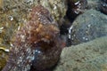 Octopus is camouflaged among the rocks